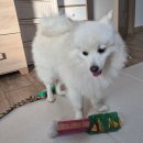 멍멍쩝쩝 | 청주 반려견 수제간식 멍멍쩝쩝 내돈내산 구매 후기