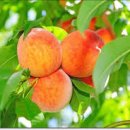 에이치피알 이미지