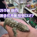 보담 | 전주파충류카페 보담 후기 : 전주이색데이트부터 전주아이와가볼만한곳으로 추천하는 동물체험카페