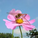 고추잠자리 이미지