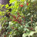 앵두나무우물가에 이미지