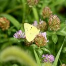 노랑나비 이미지