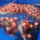 9월11일.곰치,활흰다리새우,동해참문어,하모샤브.회,백합,건조중하,홍어회,껍질묵,꽃게,맛조개,달마새우살 이미지