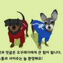 죠스떡볶이다산점 | 죠스익스프레스 다산신도시점 내돈내산후기