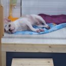 지지밍고 이미지