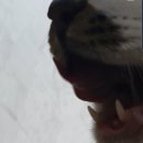 이박사동물병원 | #[고양이발치]우리키티드디어발치했어요!! 발치후 아주 건강하고 활기찬모습!! 발치후관리!