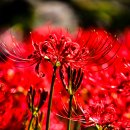 향기로운 염원 이미지