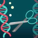크리스퍼 카스나인(CRISPR-Cas9)