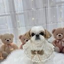 밀리아 펫살롱 이미지