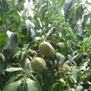 기북농장 이미지