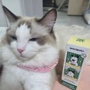 다래동물병원 | 강아지구강스프레이 추천 고양이덴탈스프레이로 양치 스트레스 줄인 후기