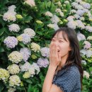 <고흥 쑥섬> 쑥섬 수국 포토존 후기, 별정원부터 환희의 언덕까지 [옥찌로그]