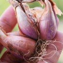 종구농장 이미지