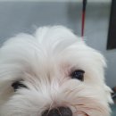 낼름&애견샵 이미지