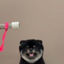 뚜뚜멍멍 이미지