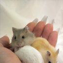 선셋 햄스터리 이미지