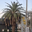 사해방 | 참숯에 구워내서 더 맛있는 중문 고기집 사해방 흑돼지 후기