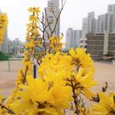 부흥중학교 앞 이미지