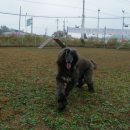 블루 독 스쿨 이미지