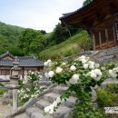 의령 수도사 석탑 및 승탑군 이미지