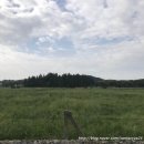 새울목장 네이버블로그