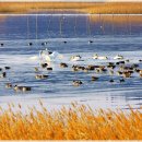 배나무민박 이미지