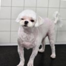 영블리 펫살롱 이미지