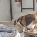 포포즈 반려동물장례식장 화성점 이미지