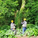 신흥동백나무군락 이미지