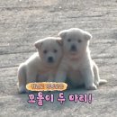 백구 이미지