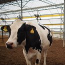 상하 금성목장 이미지