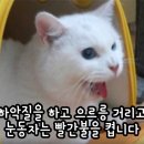 둥이