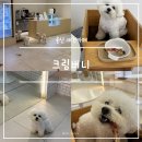 (주)대원고속 | 울산 애견카페 크림버니 강아지 수제 간식 삼산 달동 실내 애견동반카페