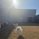 라인하트 애견호텔 유치원 이미지