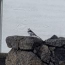 여기,제주도 | (1월) 제주도 탐조 여행 후기