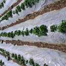 홈감자 순고르기 이미지