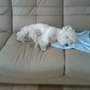 펫 게스트하우스 이미지