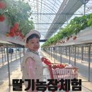 [아기랑 갈만한 곳] 화성 장스베리 딸기 농장 체험(feat 체험 후 맛집 추천)