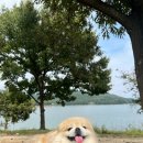 (주)펫앤펫츠 | 두리랑 함께한 대전 여행 펫츠고 X 대전 댕댕 무료 팸투어 다녀온 후기 성심당 빵투어 대청호 오백리길...