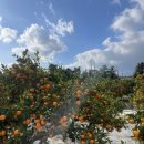 매네농장 | 제주도 여행 #4. 제주투어패스 새콤돌코롬 제주 귤따기체험 후기