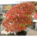 선바위(분재전시관) 이미지