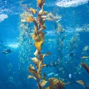 바다의 숲속 이미지