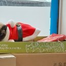 아나파동물병원 이미지