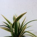 수림전국꽃배달 이미지