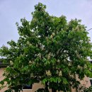 머털도사펜션민박 이미지