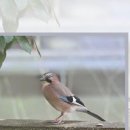 킴스치과의원 이미지