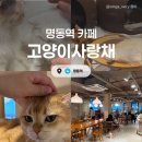 고양이사랑채 | [명동] 고양이사랑채 :: 명동 실내 데이트코스 고양이카페 명동 놀거리(입장료/솔직후기⭐️)