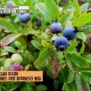 빌베리 이미지