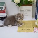 대구고양이분양 나비캣 이미지