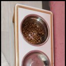 고양이 생활 호텔 이미지